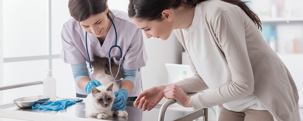 Should your veterinary practice be cat-friendly certified?