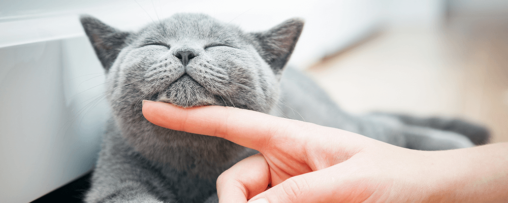a happy gray cat