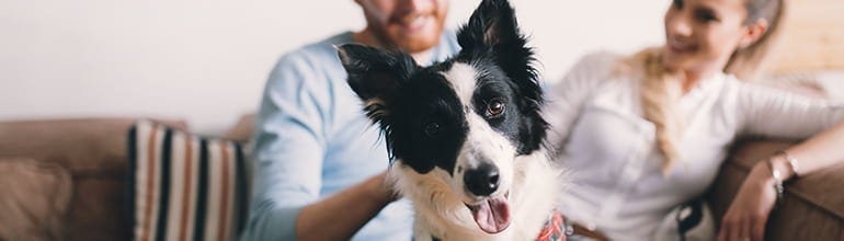 How to hire, engage and leverage the millennials in your veterinary practice