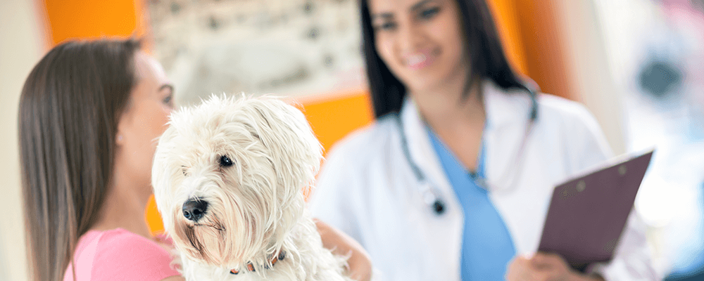 3 ways to get more out of your veterinary practice’s loyalty program