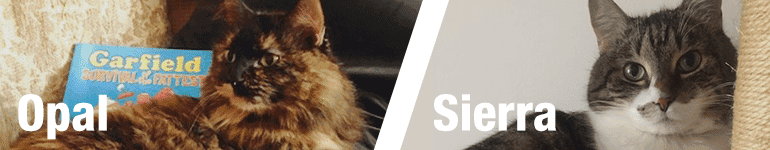 Opal, a long-haired tabby cat, and Sierra, a short-haired tabby cat.