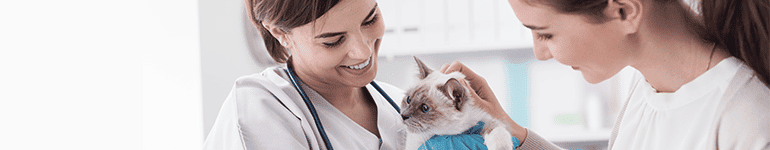 Veterinarian holding a cat and an owner petting the cat.