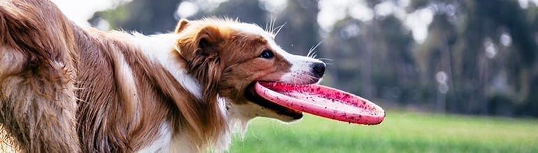 Dog in a field with a Frisbee in its mouth