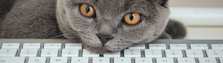 Gray cat resting its head on a keyboard