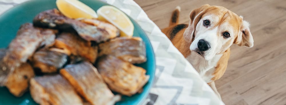 5 common items that are poisonous for your pet