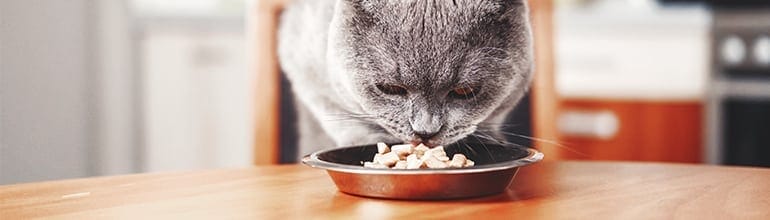 Cat eating