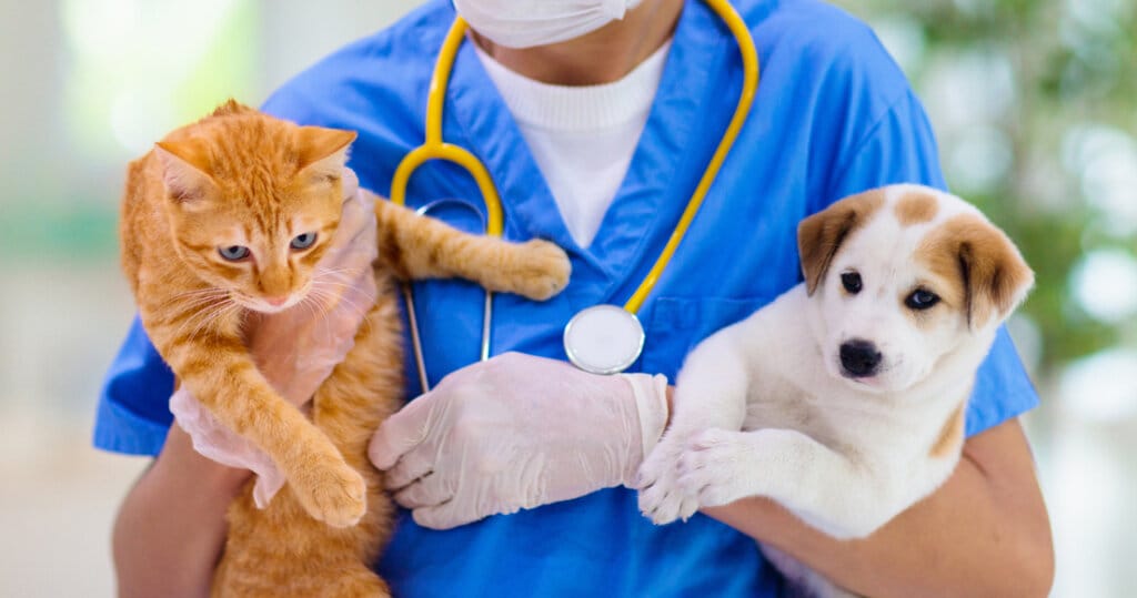 vet holding dog and cat