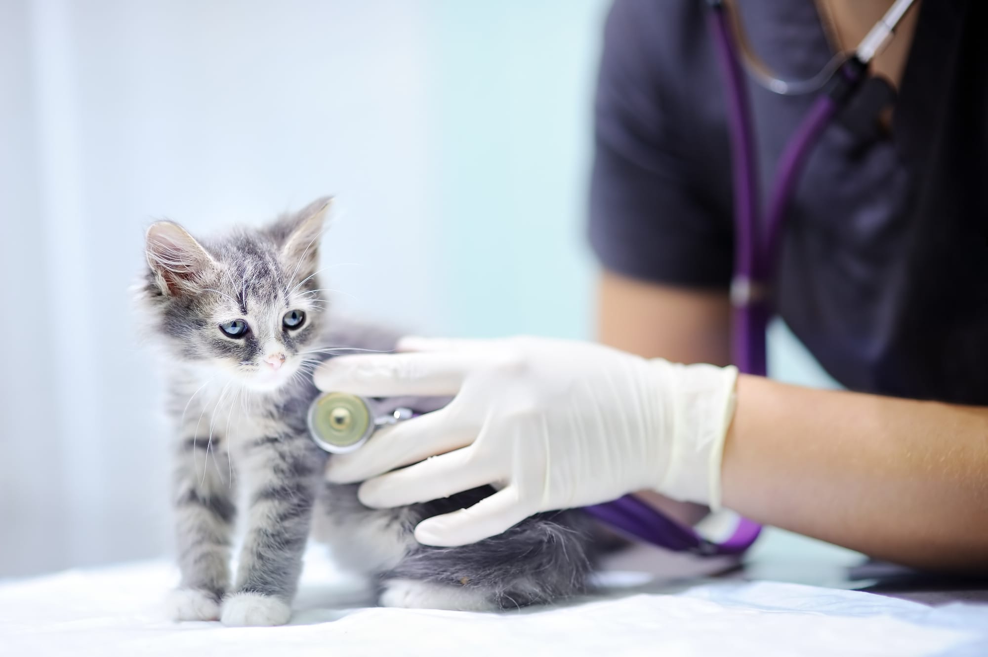 veterinarian using stethoscope on kitten