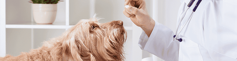 a veterinarian gives a dog medicine