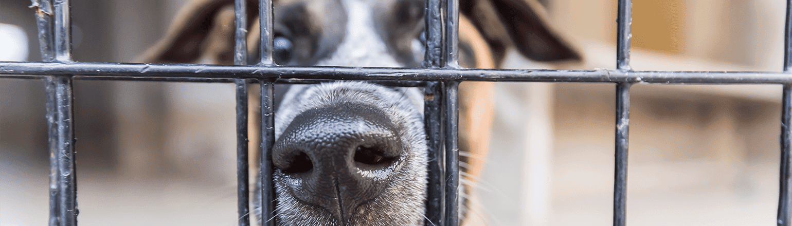 A closeup image of a dog looking through his kennel