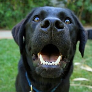 labrador bad breath