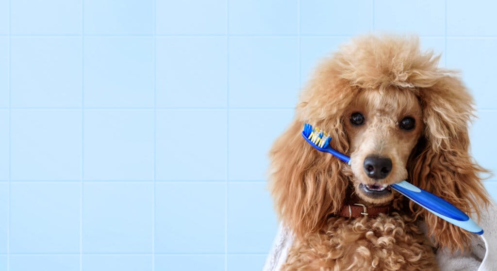Poodle-type dog holding a toothbrush in its mouth - prevent bad dog breath