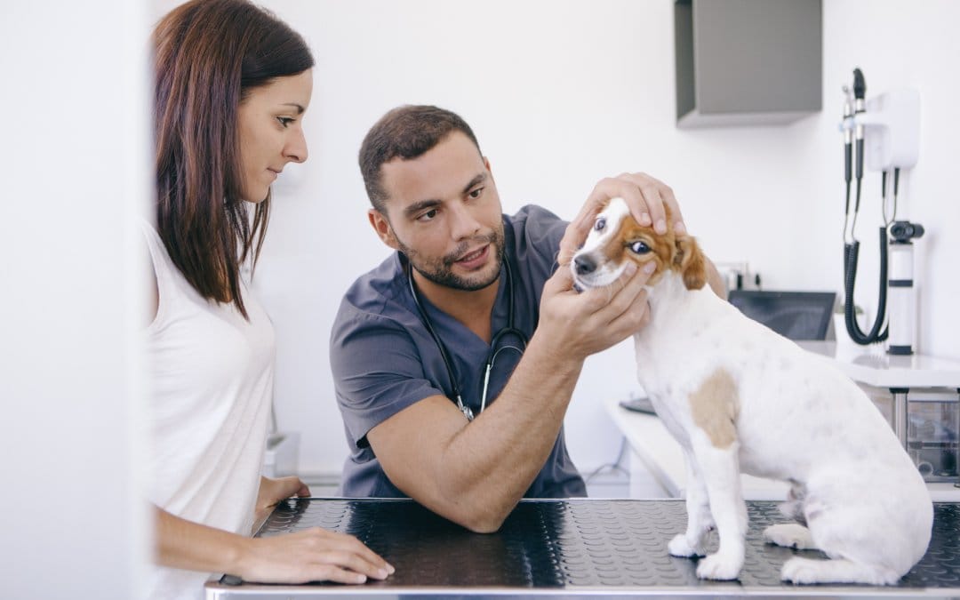 Why you should see a veterinarian even when your pet isn’t sick