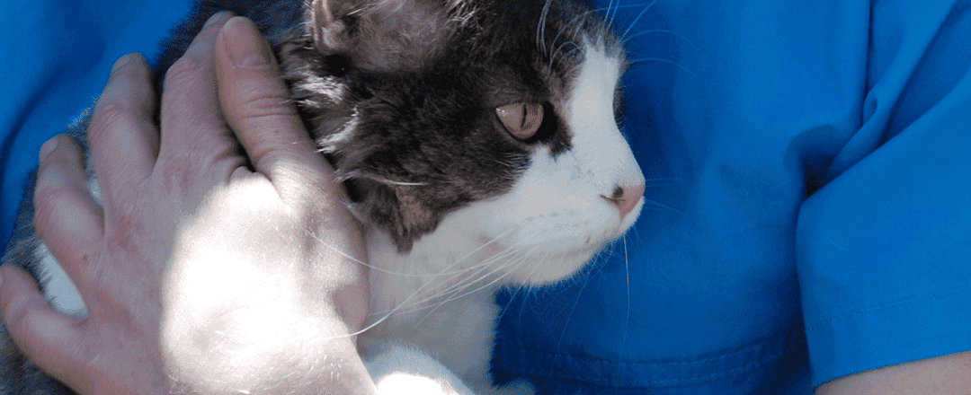 Why veterinary practice management software reports are not enough: Former practice manager tells all