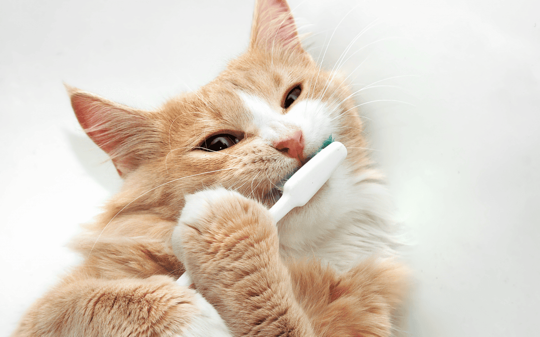 Do you have these 4 important pet dental supplies?