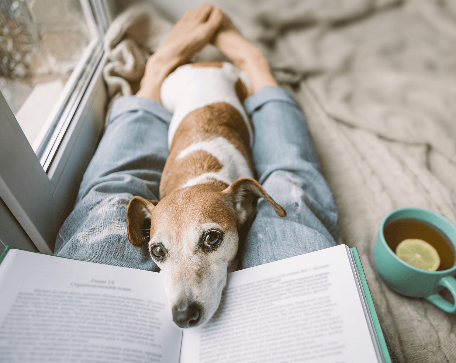 Why Does My Pet Do That? Vol. 3 Vetsource