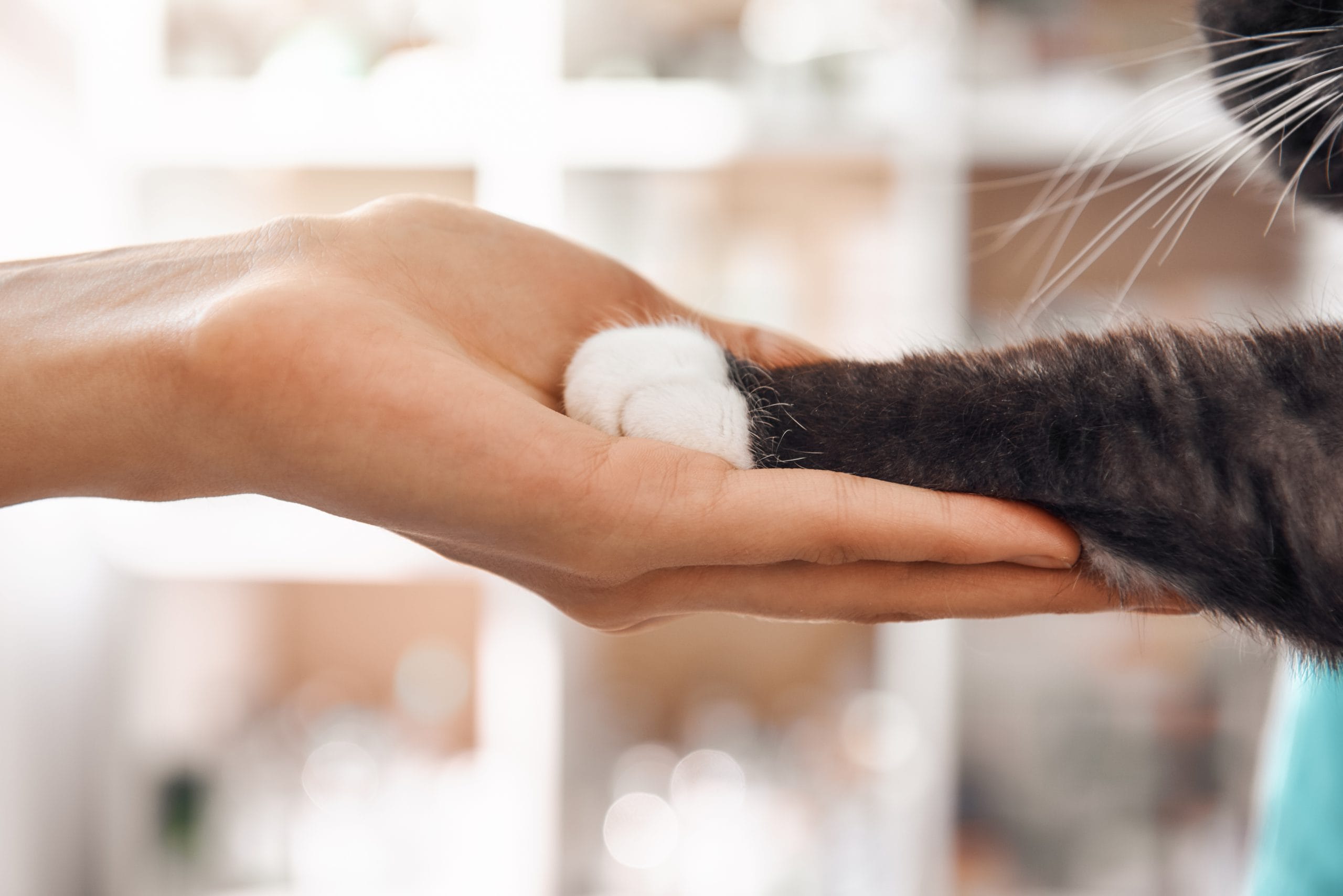 Close-up photo of a female vet's hand holding a black cat's paw
