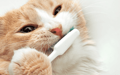 How veterinary professionals can break free from the dreaded national pet dental health month