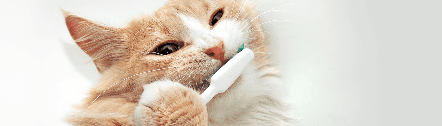 Celebrate Pet Dental Health Month On Your Terms | Vetsource