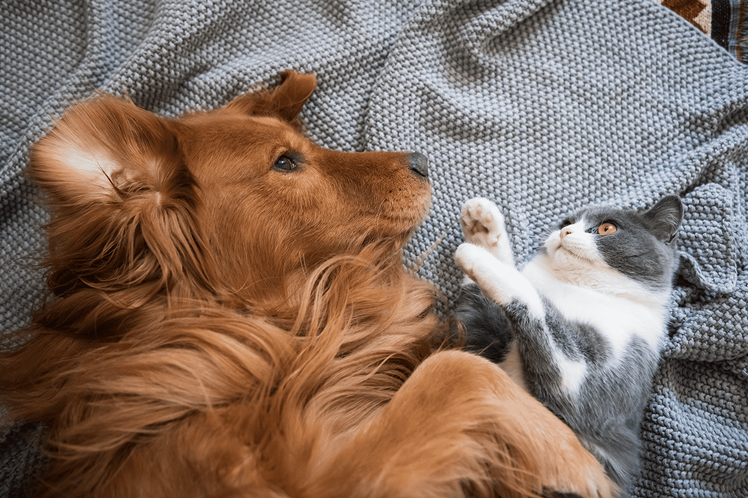 golden retriever and British short hair cat on blanket