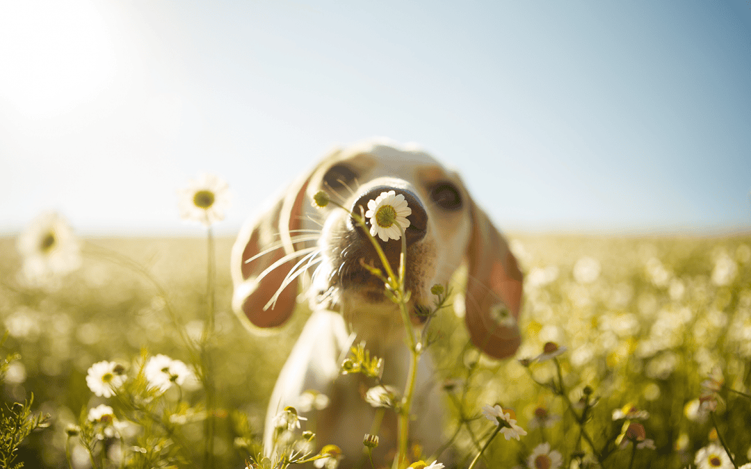 7 important spring safety tips for pets