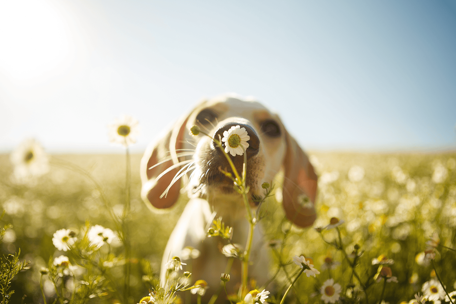 dog smelling a flower