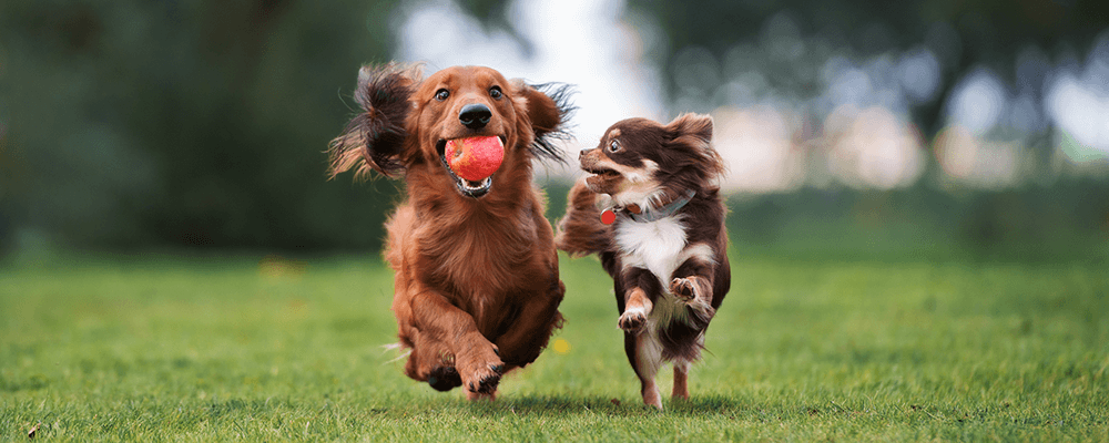 How data normalization powers veterinary industry trendlines and benchmarks