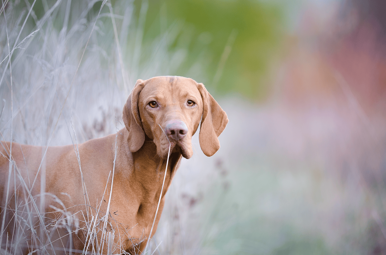 hound dog in a field