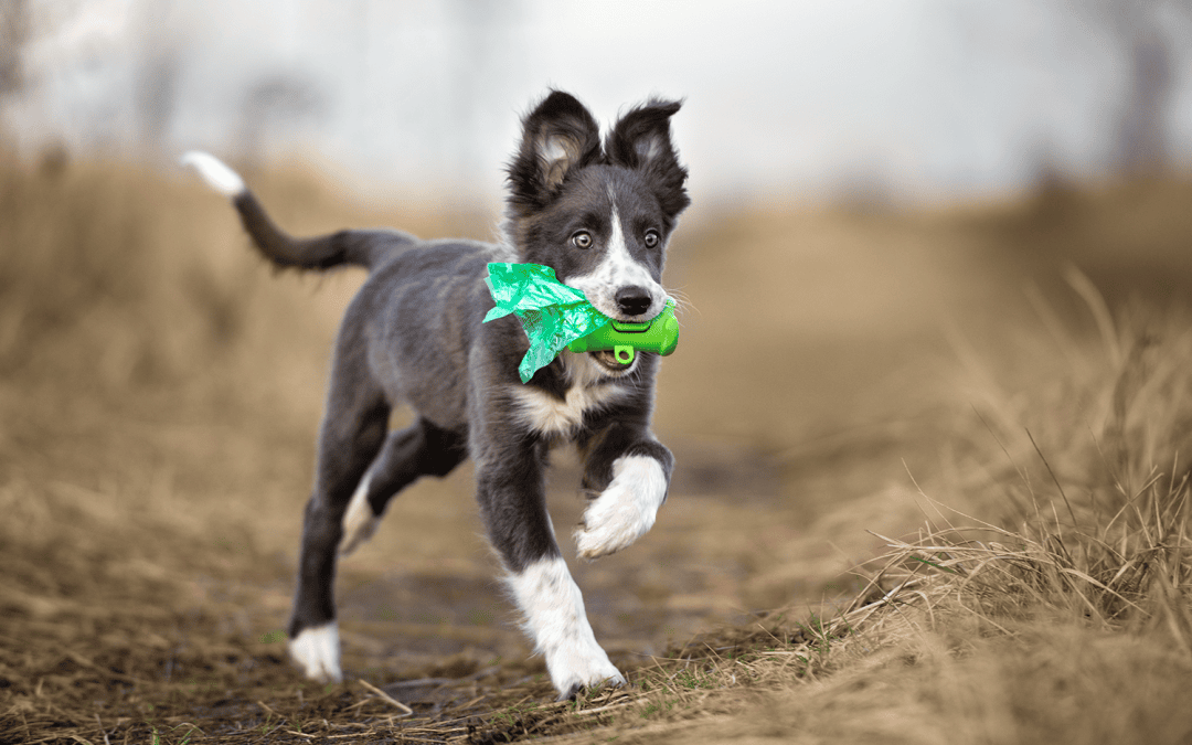 7 things you didn’t know about pet poop