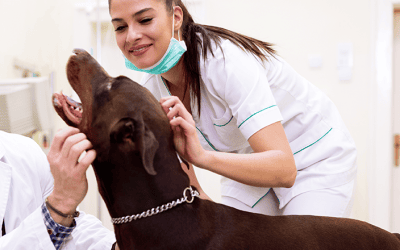How veterinary mentoring can revitalize engagement in your practice