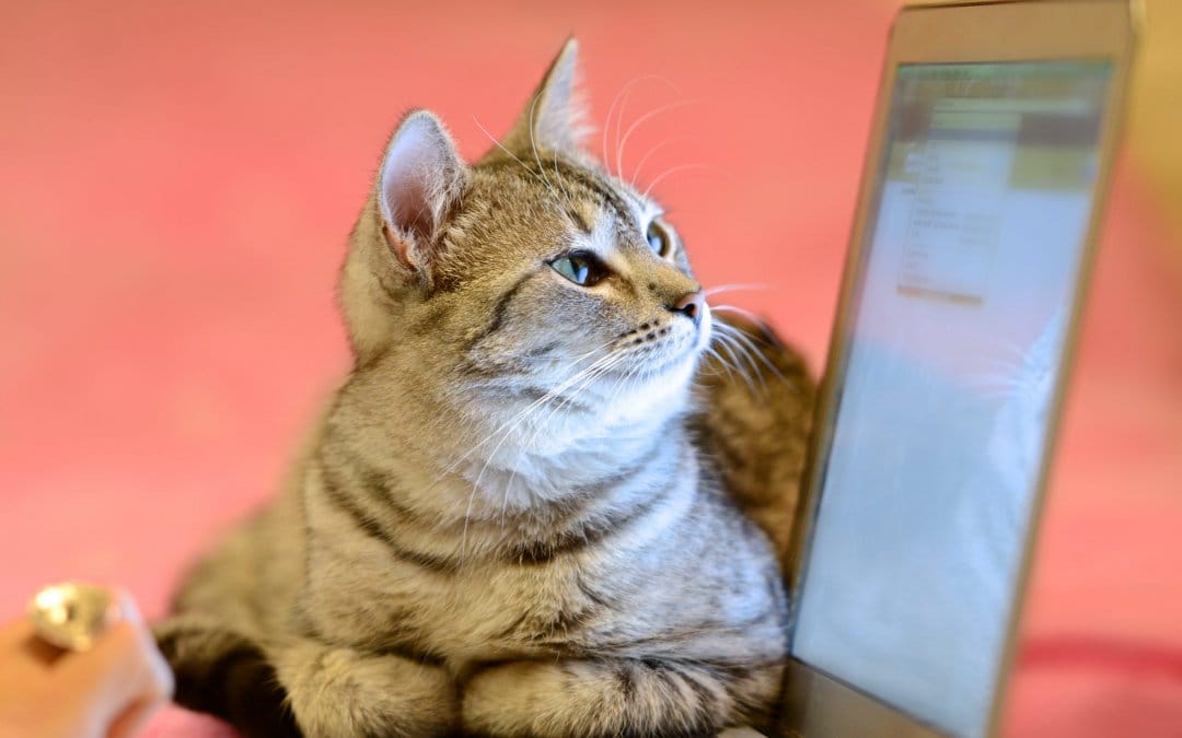 4 tips to increase your veterinary practice’s online appointment bookings