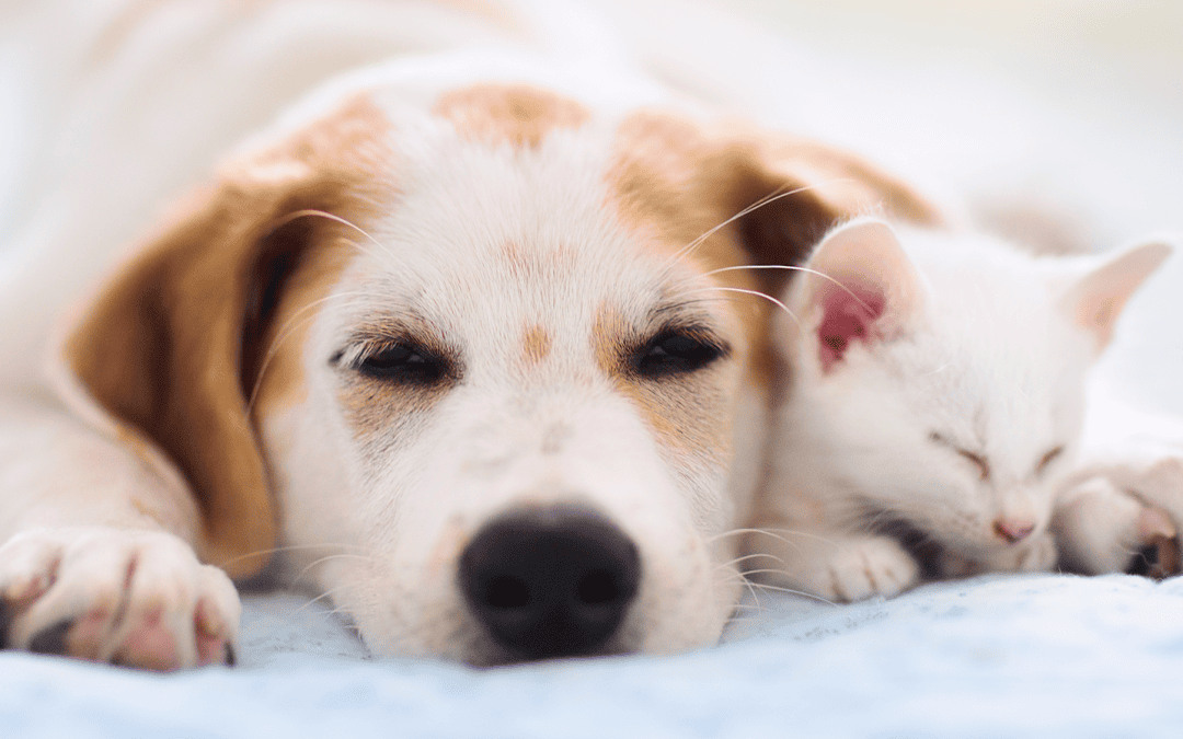 6 signs pet owners shouldn’t ignore