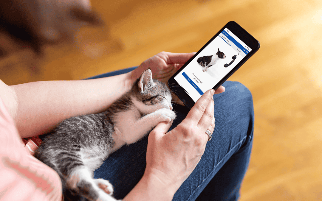 6 ways to use Vet2Pet’s new 2-way chat feature
