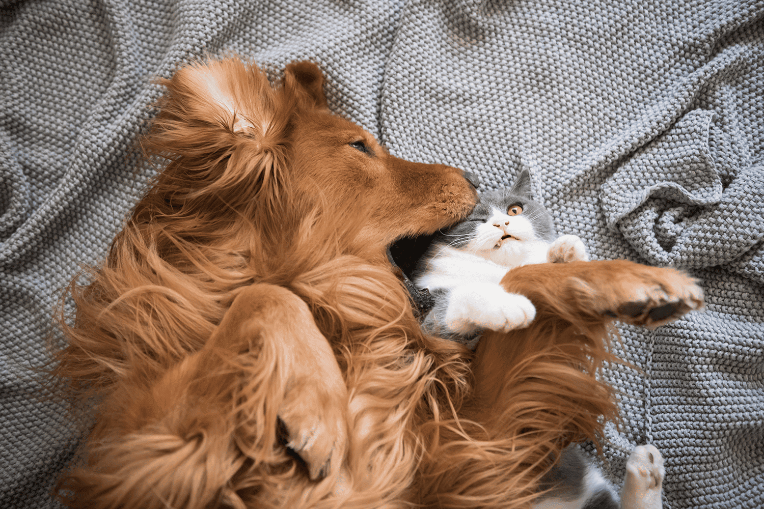 dog and cat playing on a blanket