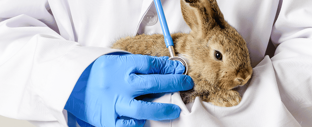 How COVID-19 and Rabbit Hemorrhagic Disease changed this New York veterinary practice’s SOP