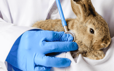 How COVID-19 and Rabbit Hemorrhagic Disease changed this New York veterinary practice’s SOP
