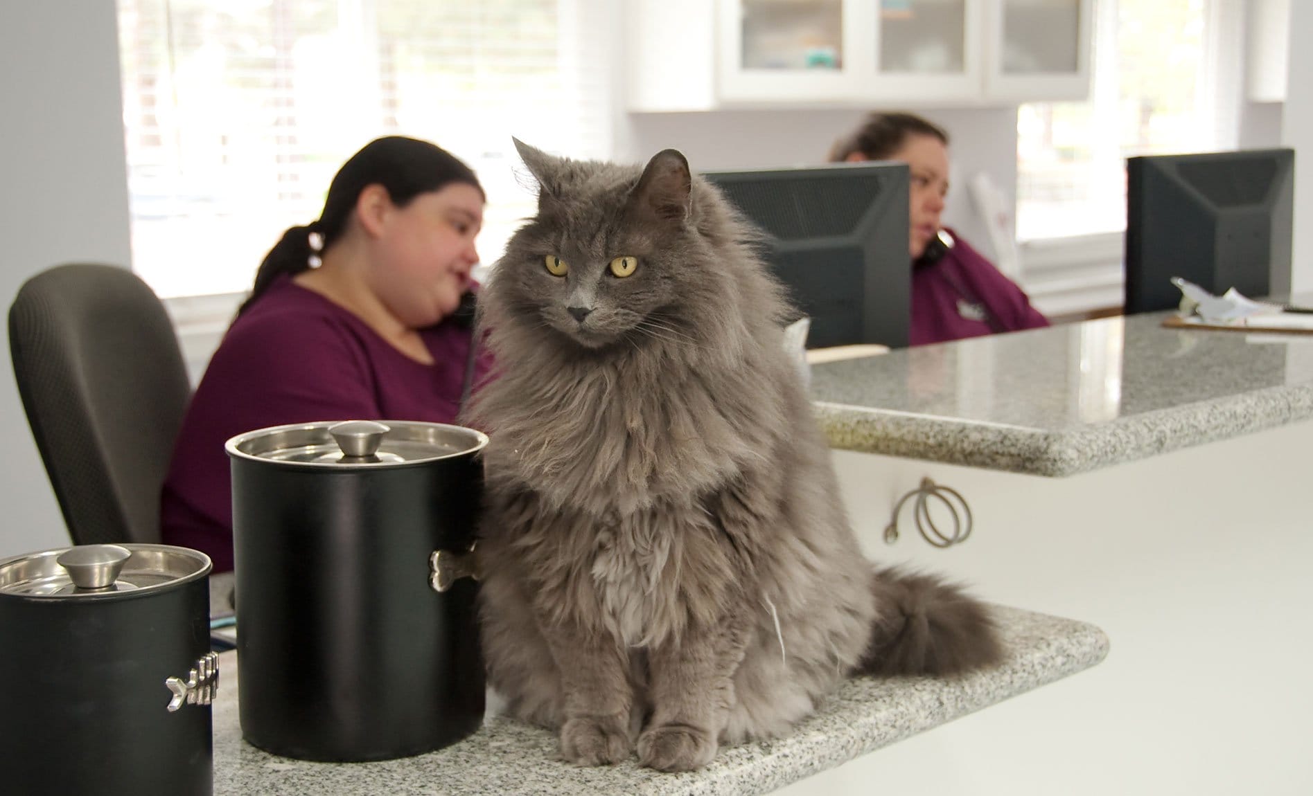 veterinary receptionists on phone with cat on counter