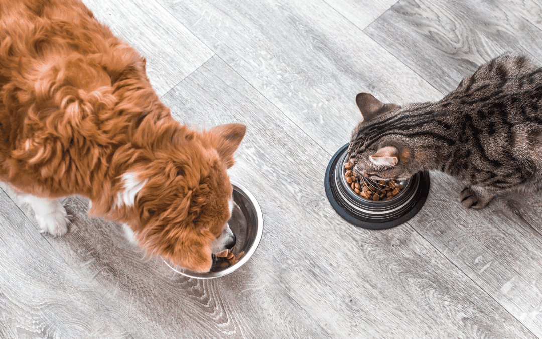 Why proper nutrition is important for your pet