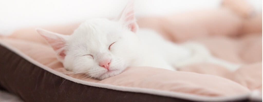 veterinarians close by