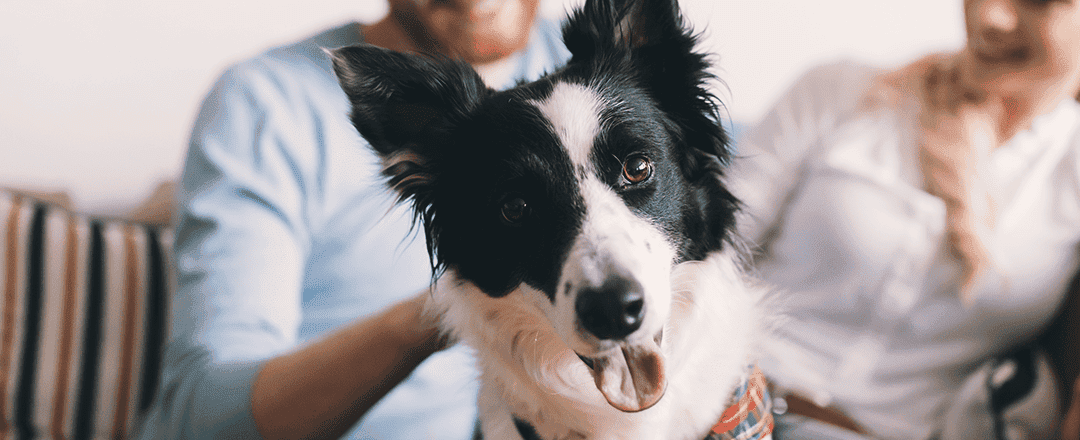 Why you should get your practice pumped about pet insurance