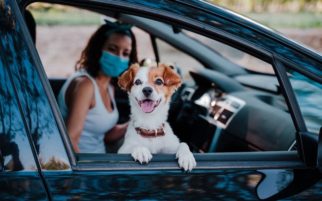 5 things your veterinary practice needs to deliver successful curbside and virtual care 