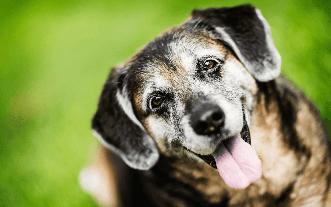 How to care for your senior pet