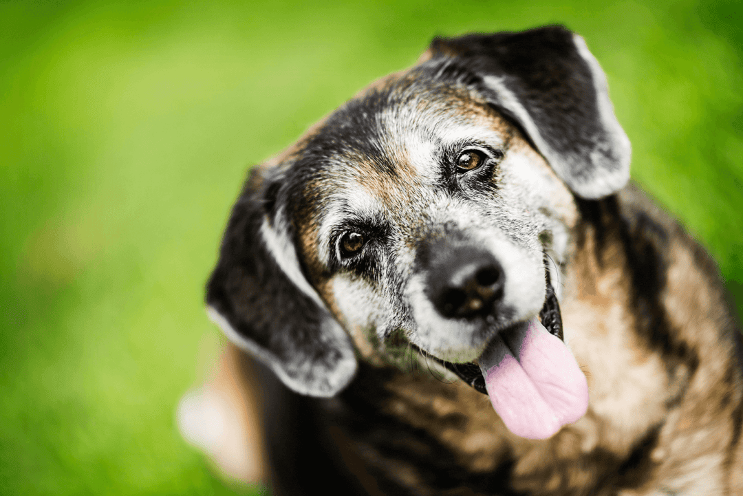 How to Care for Your Senior Pet Vetsource