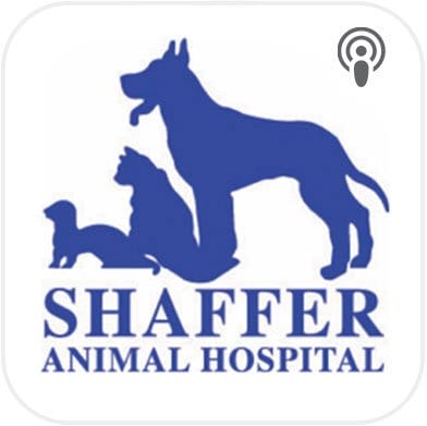 Practice spotlight: Shaffer Animal Hospital