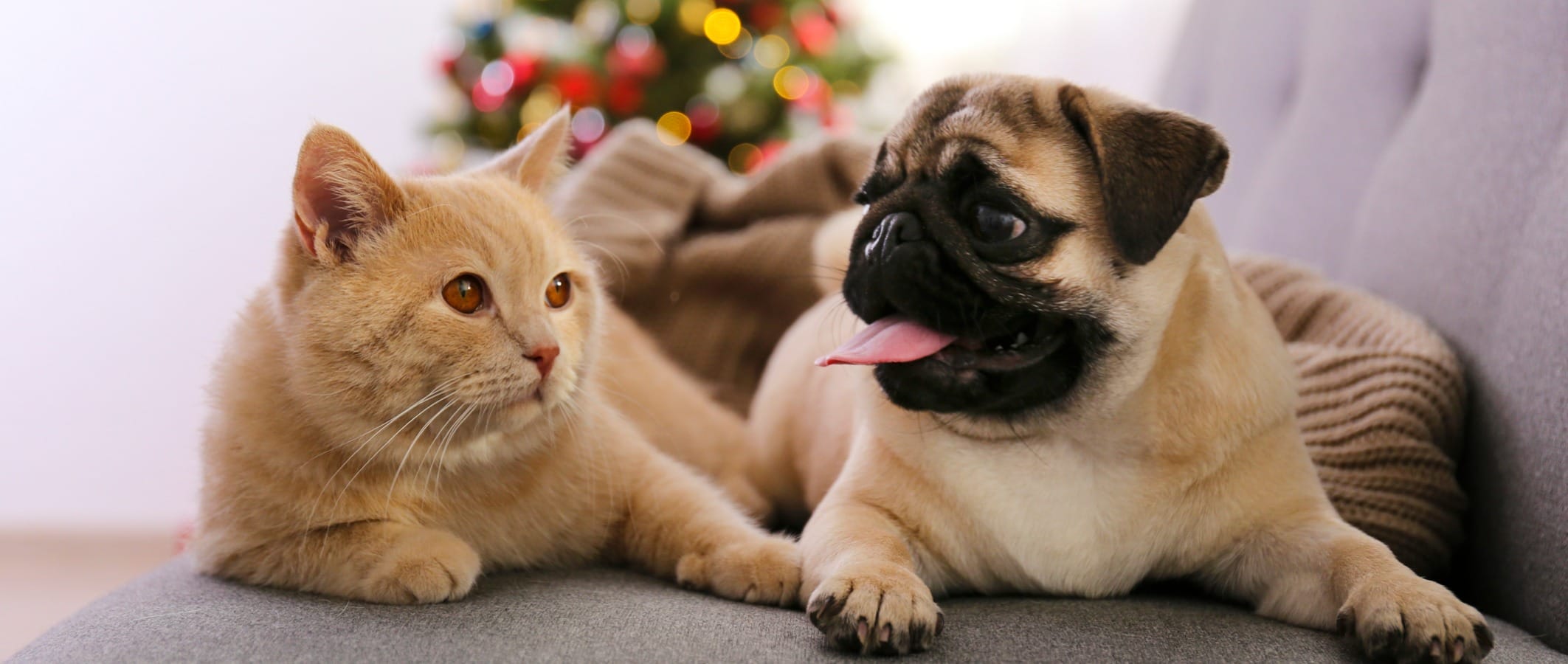 orange cat and pug on the couch with christmas tree in background