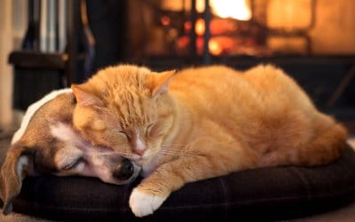 5 tips for a stress-free holiday for you and your pet