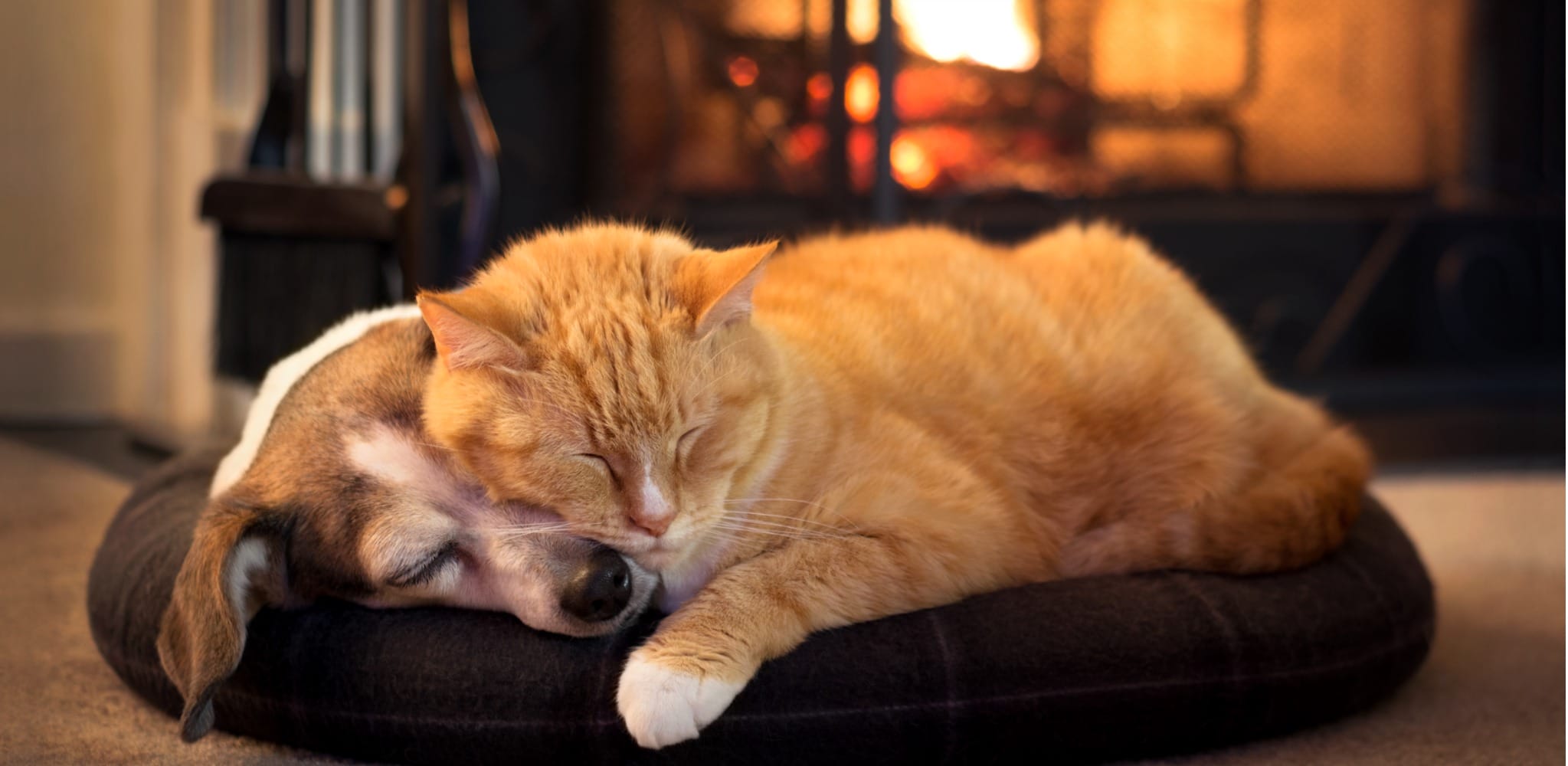 cat and dog snuggling by fireplace