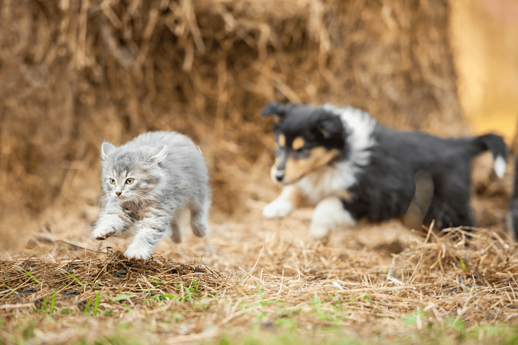 Does Your Pet Get the Zoomies? | Vetsource