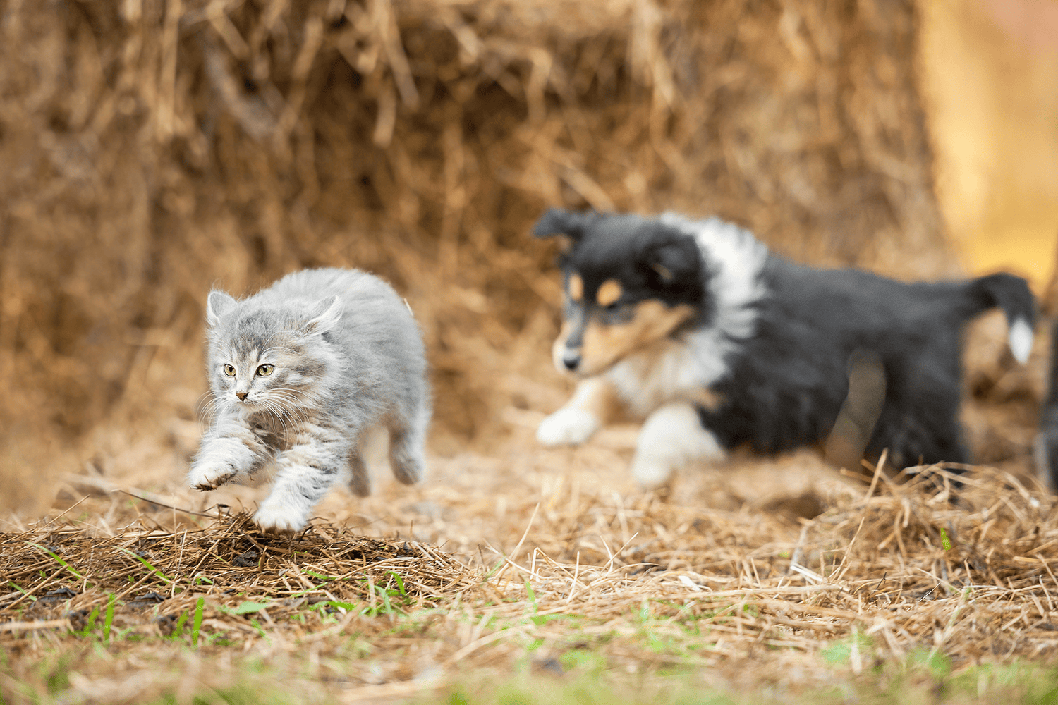 cat and dog running outside