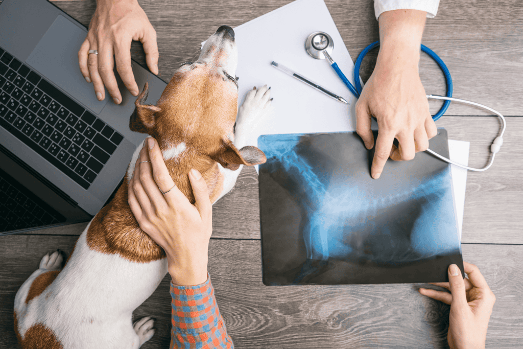 dog and veterinarian with x-ray scan